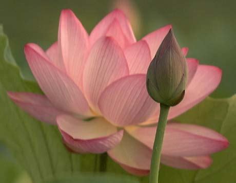 Rare Indian lotus disappearing | TopNews