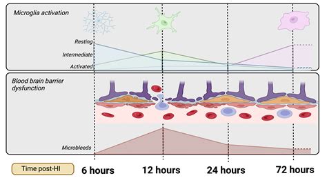 The Temporal Relationship between Blood–Brain Barrier Integrity and ...