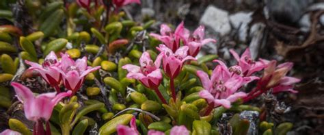 17 Different Types of Shrubs: Verities of Shrubs in India – Greenkin