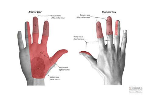 Navigating Naturopathy: Carpal Tunnel Syndrome 101