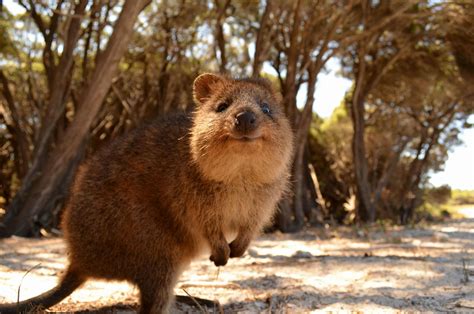 Meet the Quokka, Australia's cutest macropod! | Animaux les plus mignons, Animaux, Animales