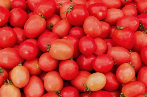 Tomato Farming in India | Drip Irrigation For Tomatoes - Netafim India