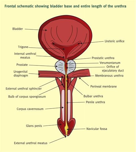 Parts Of Urethra