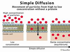 Image result for diffusion