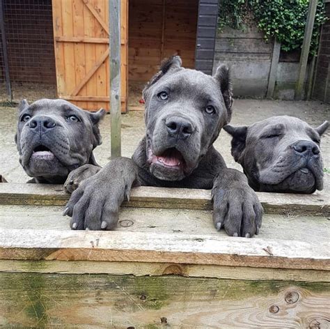 Cane Corso Puppies Cane Corso Dog Breed Information Pets Online