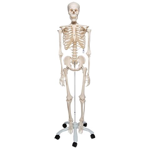 3b Scientific Human Anatomy A10 Skeleton Model Classic Free Anatomy ...