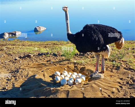 Nest Of Ostrich