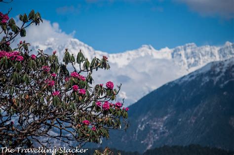 Chopta Tour Package Weekend Getaway Hurry Up Book Now
