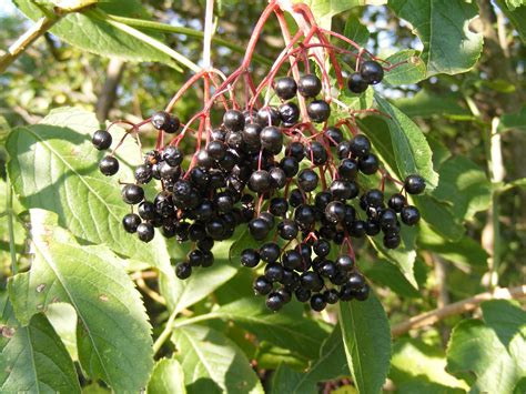 Дерево с черными ягодами (Много фото) - treepics.ru