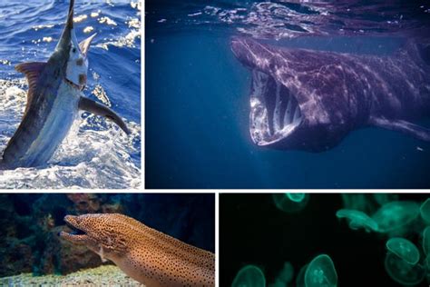 Animal Classification Chart Order 的图像结果