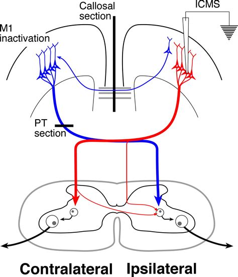 Motor Cortex Bilateral Motor Representation Depends on Subcortical and ...