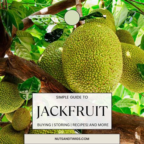 Spanish Jackfruit Recipe at Luisa Hines blog