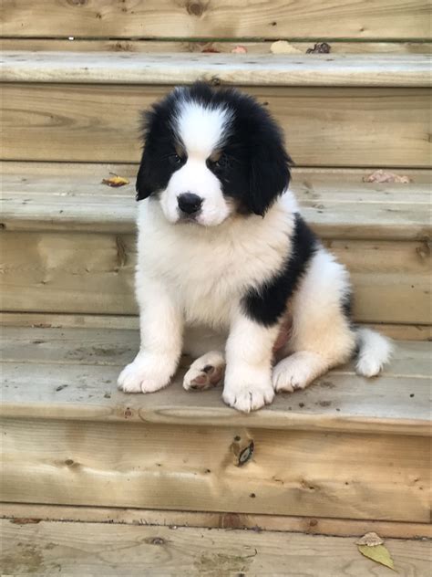 Our little bear - 50% Bernese Mountain %25 Newfoundlander %25 Great ...