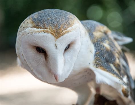 Cute Barn Owl Face