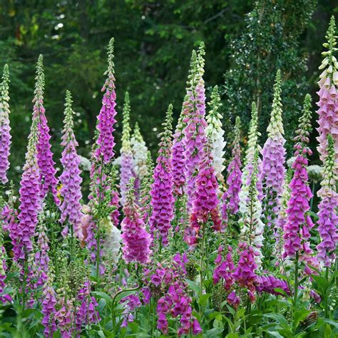 Mixed Color Foxglove Digitalis Flower Seeds - 4 Oz - Perennial Flower ...