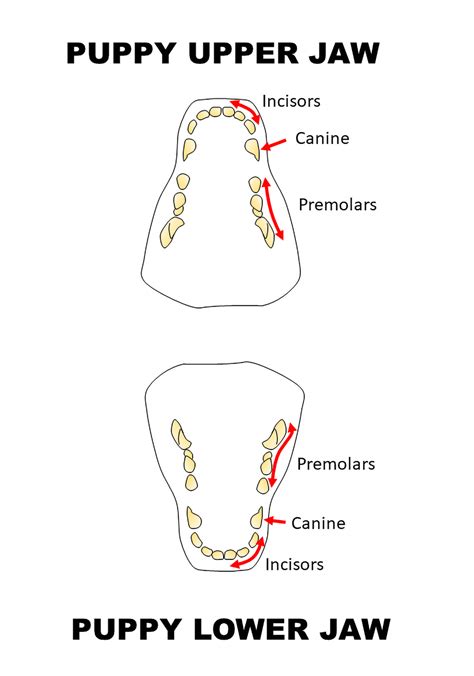 Puppy Dental Aging Chart at Cecila Whitworth blog