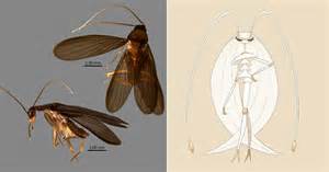 Cockroach Pokemon 的图像结果