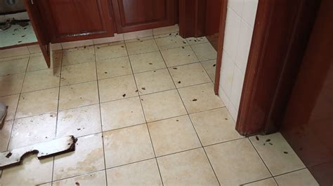 Cockroach Fumigation 的图像结果