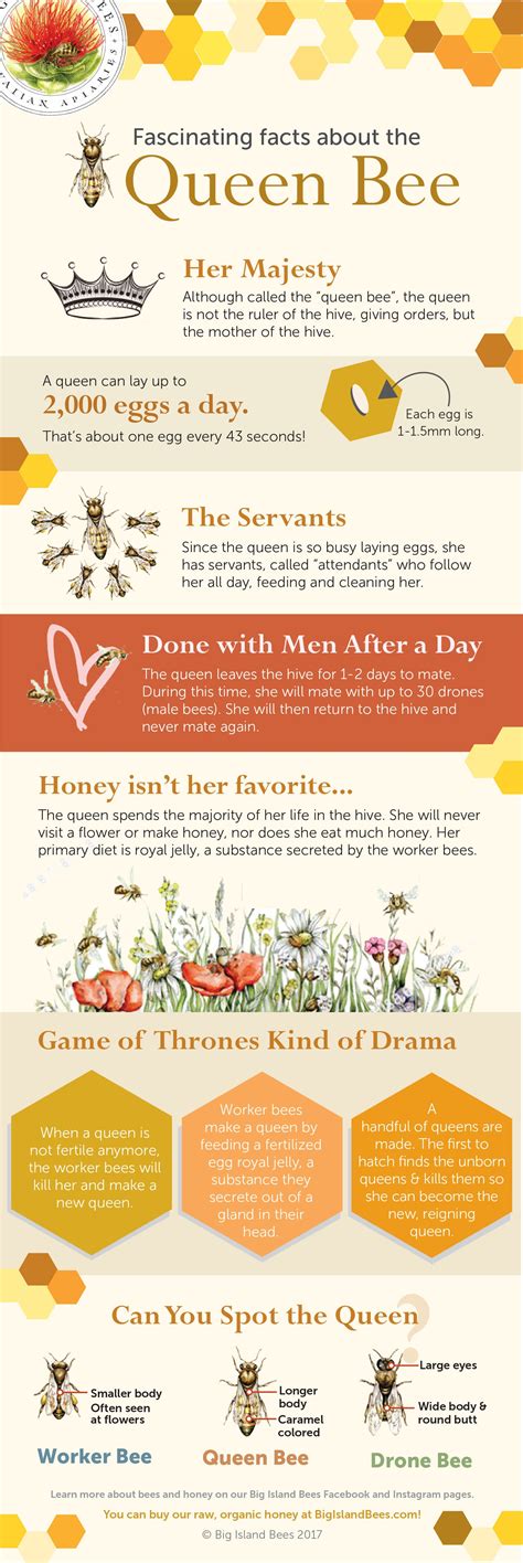 Facts About Queen Bee