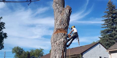 Tree Removal Machine 的图像结果
