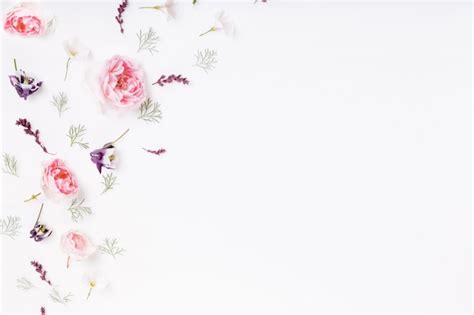 Festive pink flower english rose composition on the white background ...