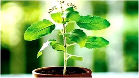 Tulsi Plant: रविवार और एकादशी के दिन तुलसी में क्यों नहीं चढ़ाया जाता ...