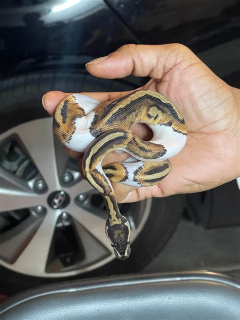 Image result for Pied Python