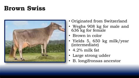 Dairy cattle breeds | PDF
