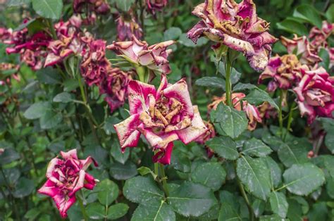 The Sad Real Truth About Why Flowers Wilt And How To Stop It