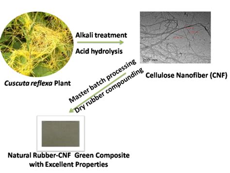 Cellulose Nanofibers Isolated from the Cuscuta Reflexa Plant as a Green ...