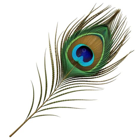 Peacock Feathers Clip Art Free