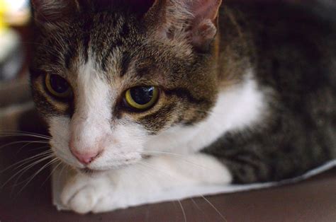 猫 画像 に対する画像結果
