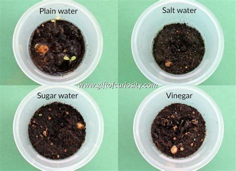 Seed Germination Investigation The students are to investigate the ...