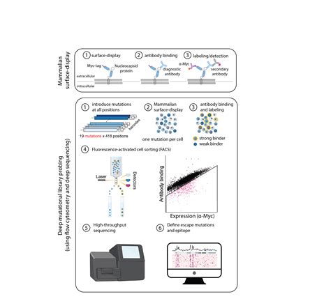 Image result for Epitope Mapping