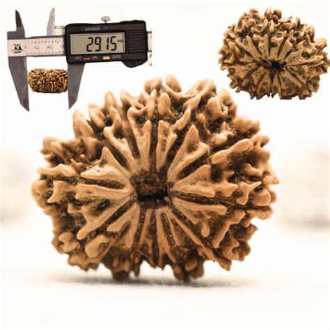 12 Mukhi Nepali Rudraksha - Collector – Adiyogi Rudraksh & Adiyogi ...