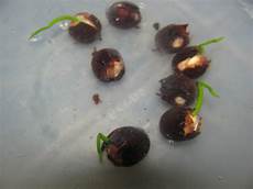 how to grow lotus from seed day in the garden how to grow lotus from seed step by step how to grow lotus from seed day in the garden how to grow lotus from seed step by step
