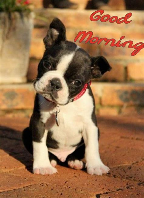 Image result for Good Morning Cockapoo