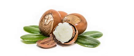 Blanc Body Lotion | Shea Butter & Niacinamide (200 ML) – The Man Company