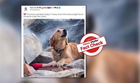 FactCheck : వైరల్ అవుతున్న కుక్క ఫోటో టర్కీకి సంబంధించినది కాదా ...