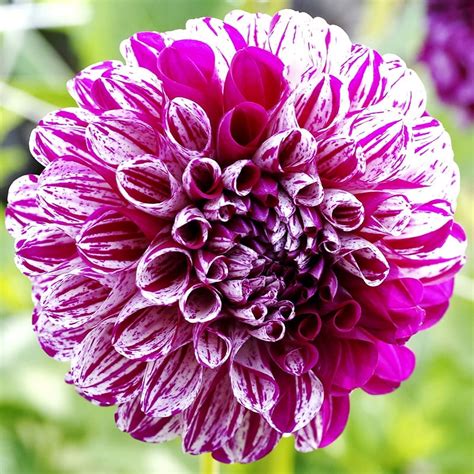 Marble Ball Dahlia Flower Bulbs - 3 Tubers per Pack - Deer Resistant ...