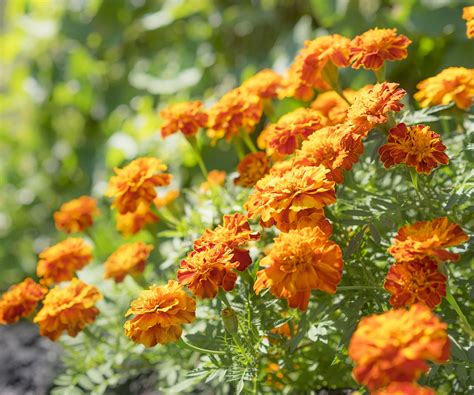 Tips for where to plant marigolds in a vegetable garden | Homes and Gardens