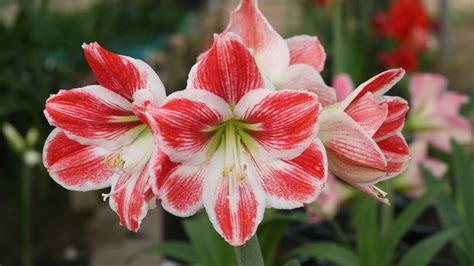 20 Tips For Planting Amaryllis Bulbs Indoors For Christmas Flowering (Plus Extra Techniques For ...