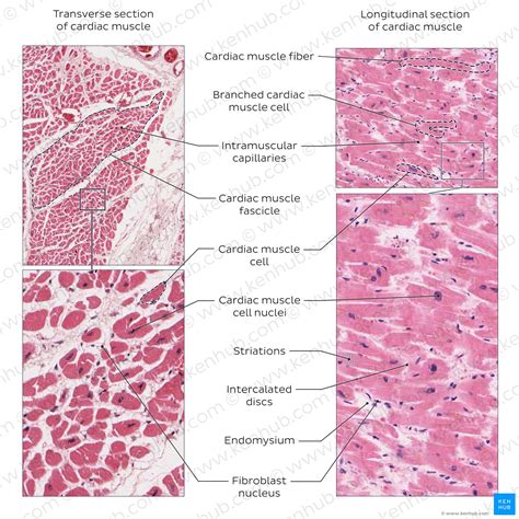 Image result for Cardiac Muscle Tissue Cells