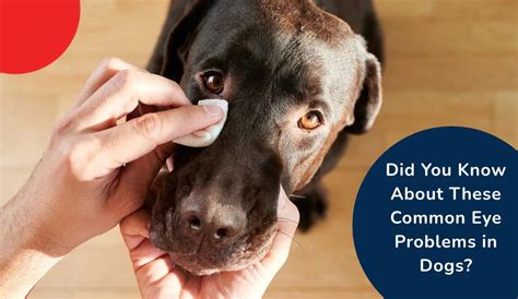 Common Eye Problems in Dogs: Symptoms, Causes & Treatment | Zigly