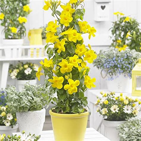Yellow Mandevilla Sanderi Seeds Perennial Annual Evergreen Ornamental ...