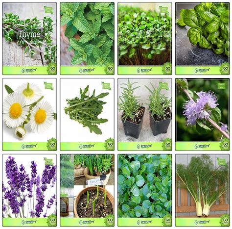 Creative Farmer Herbal Plant Seeds Combo Herb Seeds Combo Pack : Amazon ...