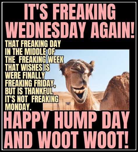Hump Day Humor with Funny Camel