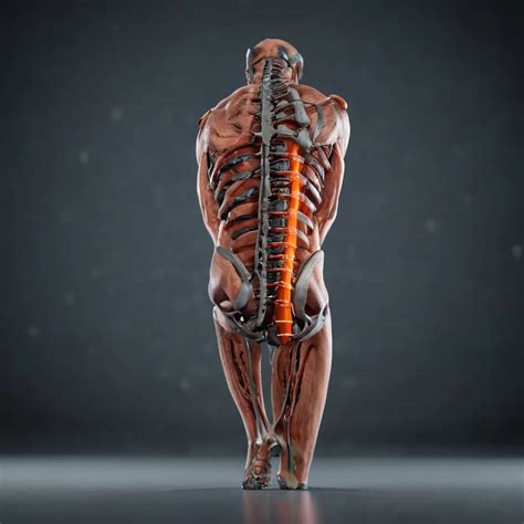 C6 Spinal Cord Injury Recovery: Challenges and Insights