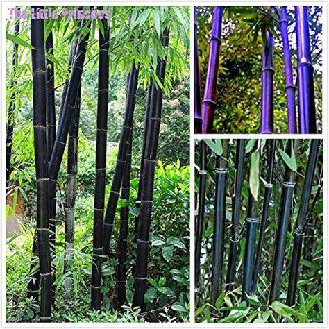 Buy YOUPANGPANG 50pcs Bamboo Bonsai Rare Giant Black moso Bamboo Bambu ...