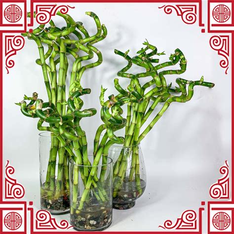 [Indoor Plant] Lucky Bamboo Curly Bamboo Lucky Bamboo Variegated 转运竹 ...